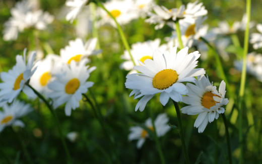 982936 (a): :2880x1800